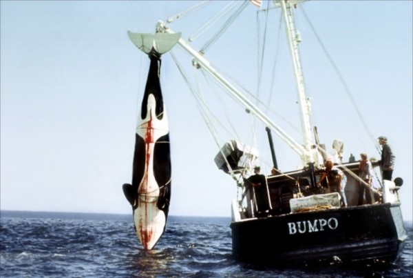 orca-1977